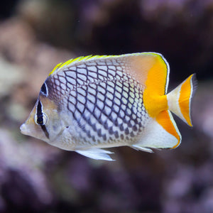 Pearlscale Butterfly Fish (2-3")