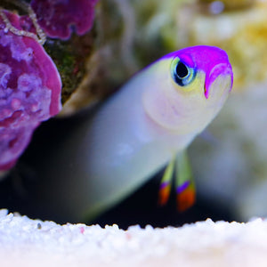 Elegant Goby (Nemateleotris Decora)