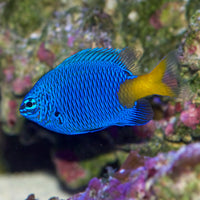 Yellow-tail Blue Damselfish (Chrysiptera parasema)
