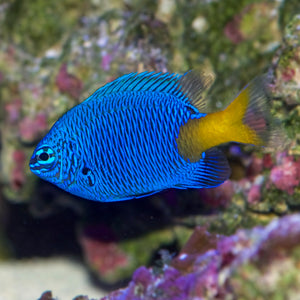 Yellow-tail Blue Damselfish (Chrysiptera parasema)