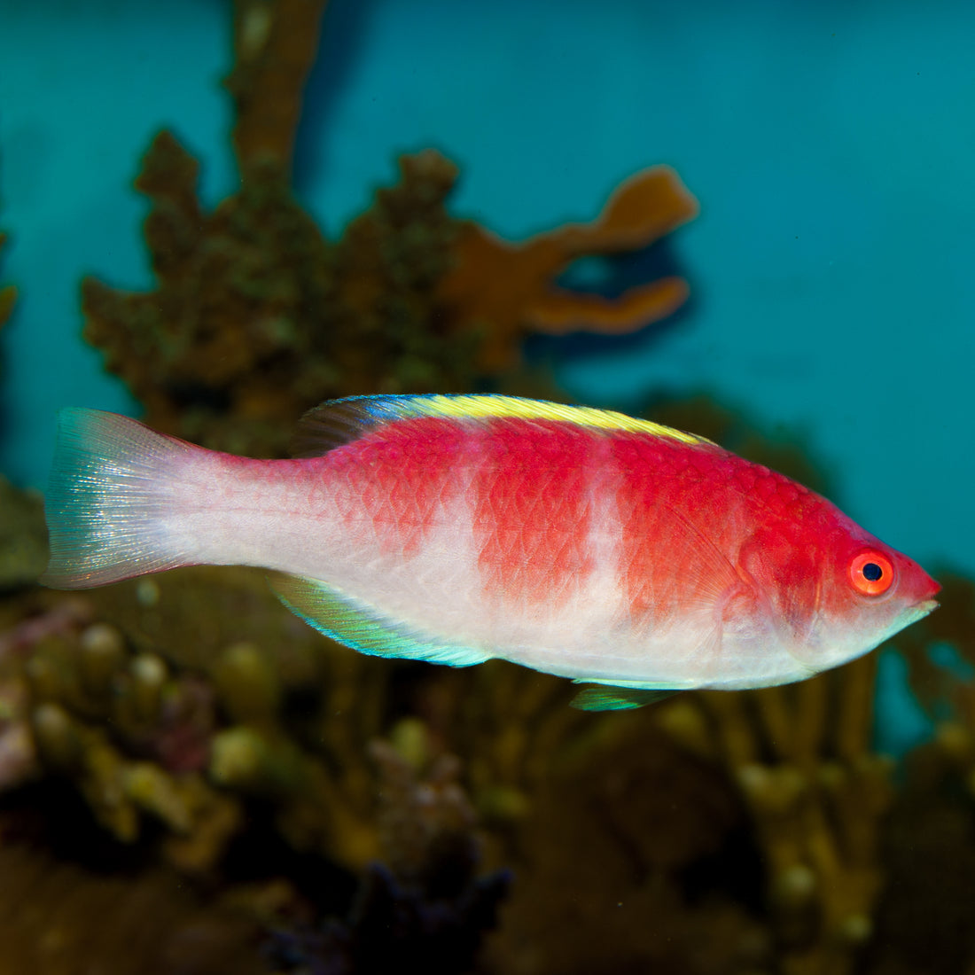 Yellow Fin Fairy Wrasse - Corals Anonymous