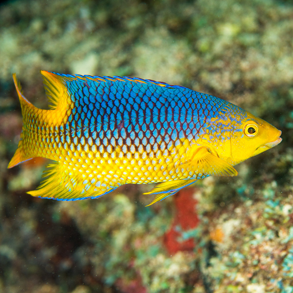 Spanish Hogfish - Corals Anonymous