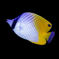 auriga butterfly fish
