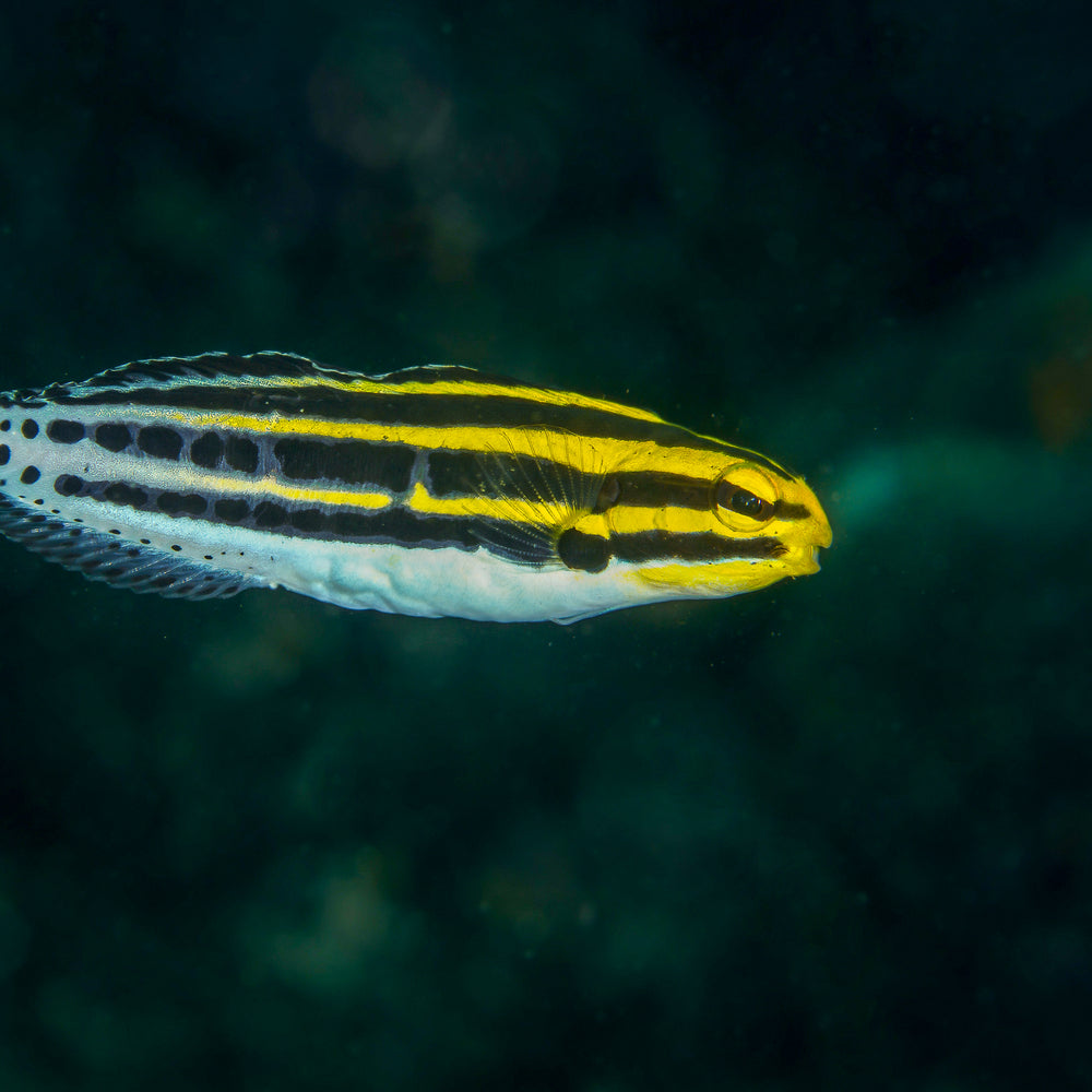 Stripe Blenny