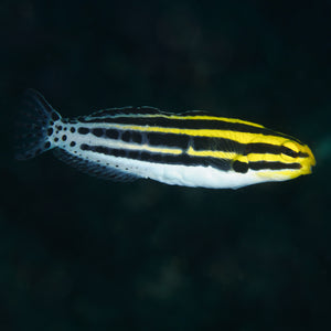 Forktail Blenny (Meiacanthus atrodorsalis)