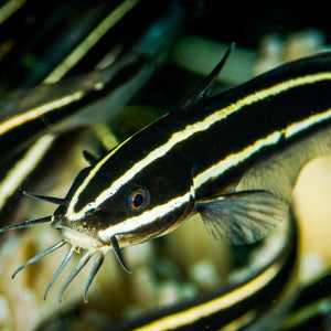 Coral Catfish
