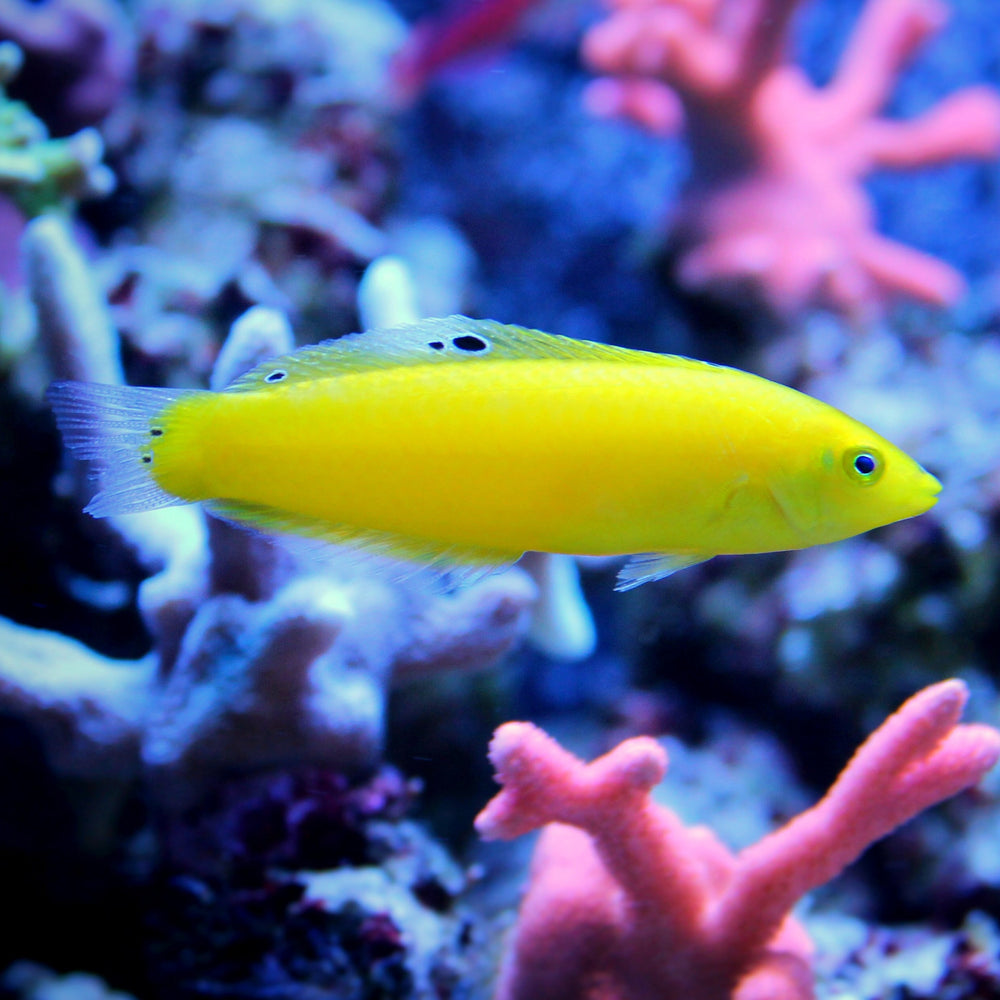 Canary Wrasse (Golden Wrasse)