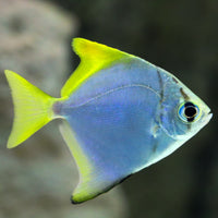 Saltwater Mono Argenteus