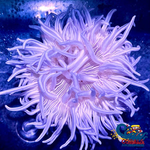 Silver Striped Long Tentacle Anemone (3-5) Longtentacleanemone