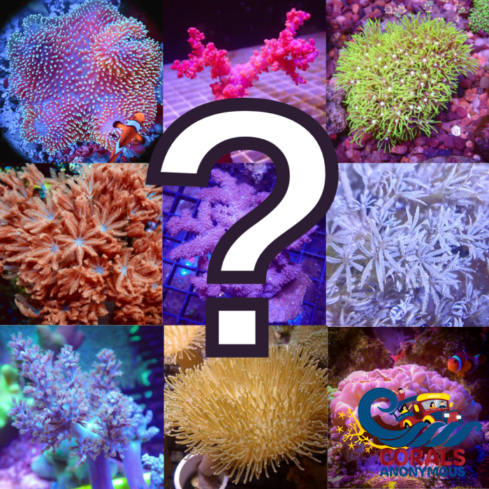 Soft Coral Mystery Box Softcoral