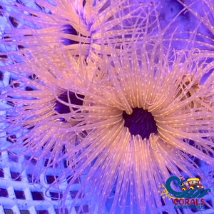 Solar Eclipse Tube Anemone Tubeanemone