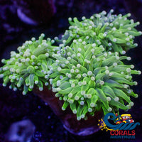 Solomon Island Lime Green Torch Octospawn