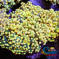 Solomon Islands Yellow Gold Rainbow Octospawn Holiday Special!! Octospawn