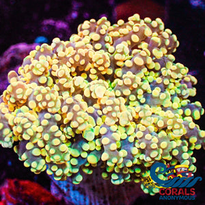 Solomon Islands Yellow Gold Rainbow Octospawn Holiday Special!! Octospawn