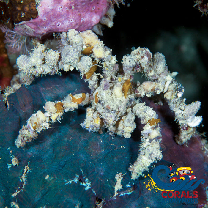 Spider Decorator Crab (3-4”) | Corals Anonymous