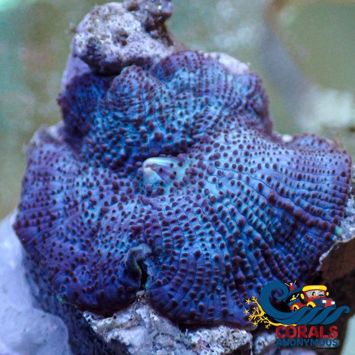 Spotted Blue Discosoma Mushroom Discosoma