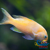 Squareback Anthias Female (Pseudanthias Pleurotaenia) Fish
