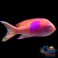 Squareback Anthias Male (Large 4-4.5) Fish
