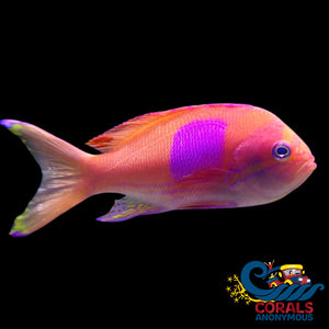 Squareback Anthias Male (Large 4-4.5) Fish