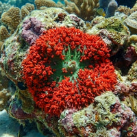 Red St Thomas Mushroom - Corals Anonymous
