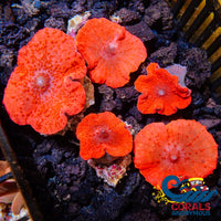 1 Red Discosoma Mushroom Discosoma