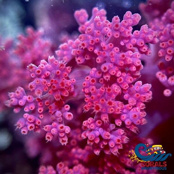 Strawberry Silk Soft Coral (Scleronephthya Spp.) Softcoral