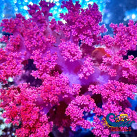 Strawberry Silk Soft Coral (Scleronephthya Spp.) Softcoral