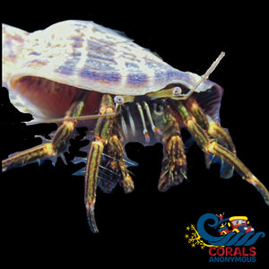 Yellow Tipped Hermit Crab (1-1.5) (Pack Of 5) Crab