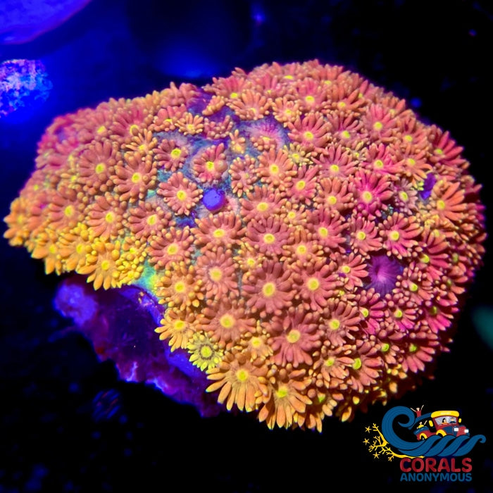 Sunny Bliss Goniopora (0.5-1 Frag) Goniopora