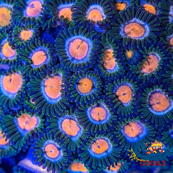 Sunset Zoa (2-3 Polyps) Zoa