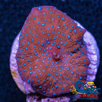 Blue-Spotted Red Discosoma Mushroom Discosoma
