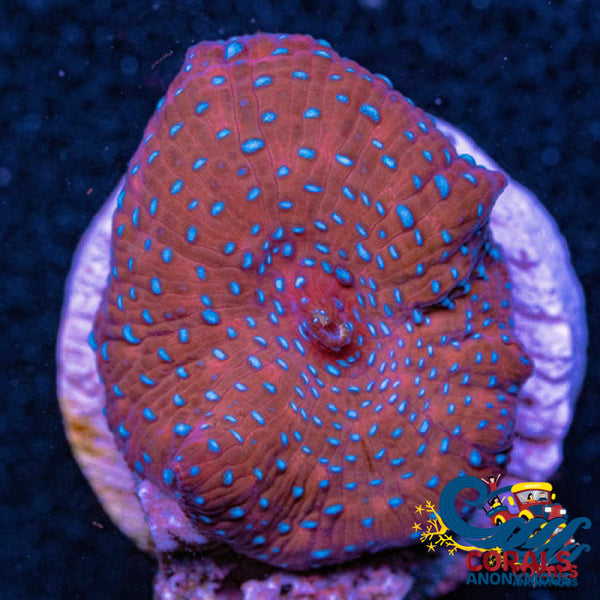 Blue-Spotted Red Discosoma Mushroom Discosoma