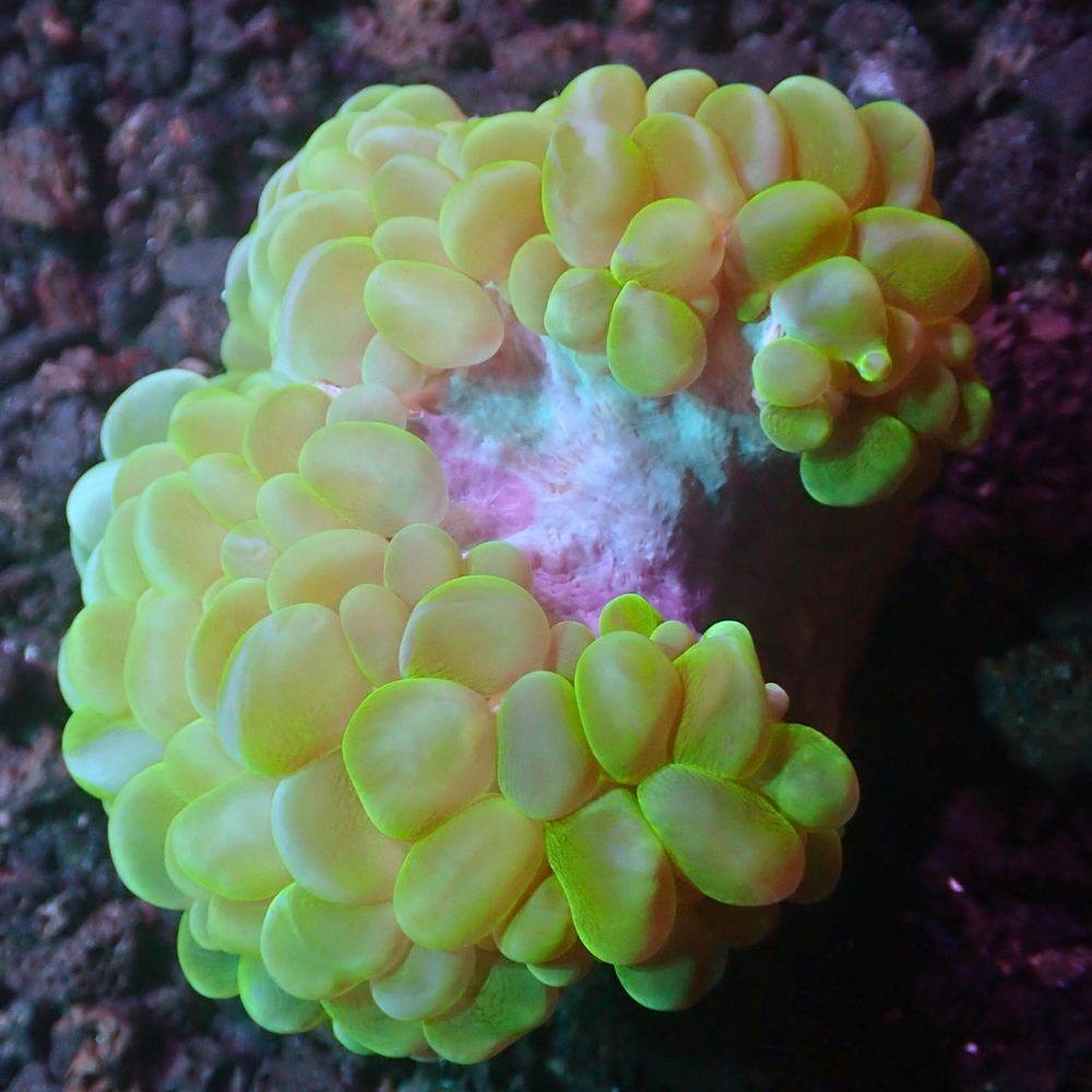 WYSIWYG Neon Green Bubble Coral (3-4