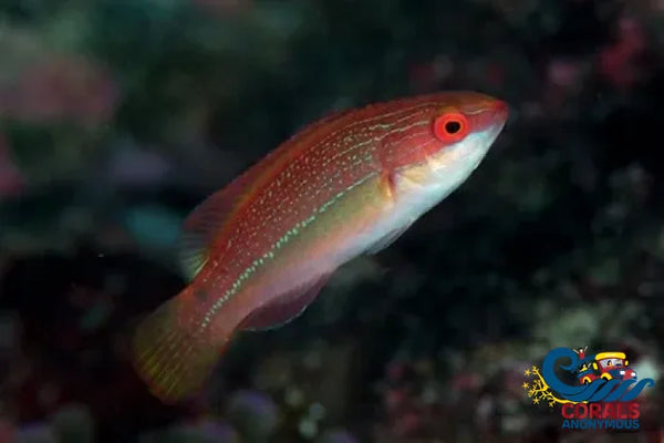 Threadfin Wrasse (Cirrhilabrus Temminckii) (S8)