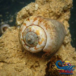 Tiger Sand Conch Snail Snail