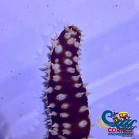 Tiger Sea Cucumber Seacucumber
