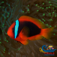 Tomato Clownfish Fish