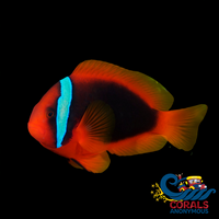 Tomato Clownfish Fish
