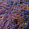 Indo Gold Torch - Corals Anonymous