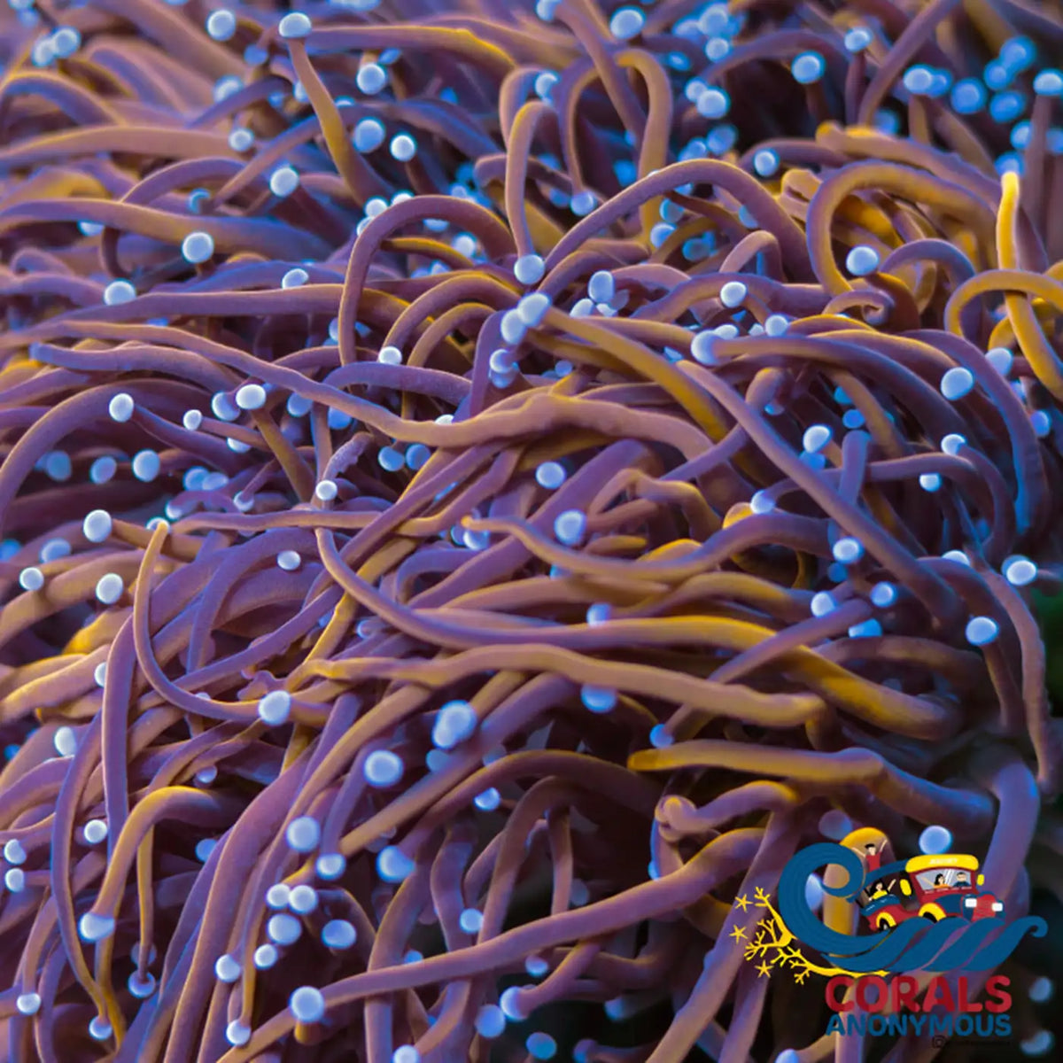 Indo Gold Torch - Corals Anonymous
