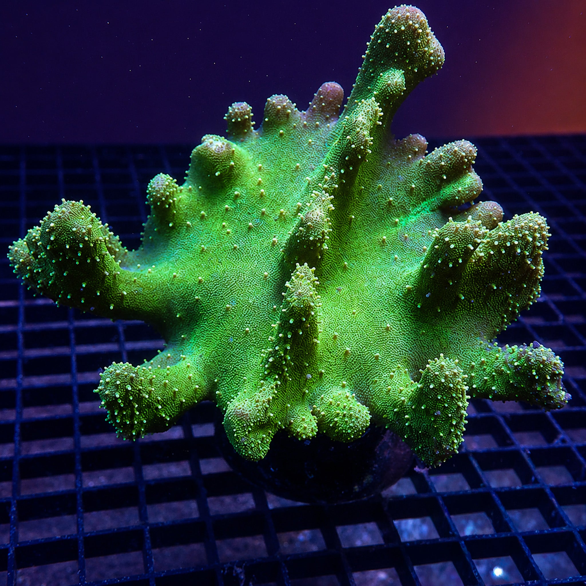 Coral様　3点おまとめ Toxic Green Million Devil's Hand Toadstool | Corals Anonymous