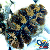 Tridacna Crocea Clam (1-1.5) Clam
