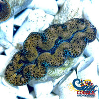 Tridacna Crocea Clam (1-1.5) Clam
