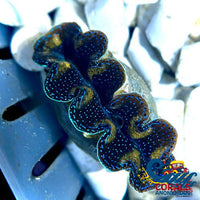 Tridacna Crocea Clam (1-1.5) Clam
