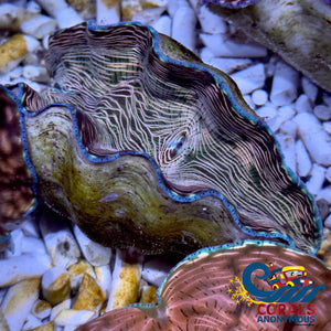 Tridacna Derasa Clam (Aquacultured) Clam