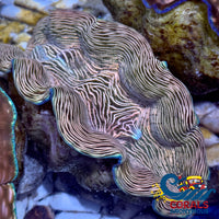 Tridacna Derasa Clam (Aquacultured) Clam
