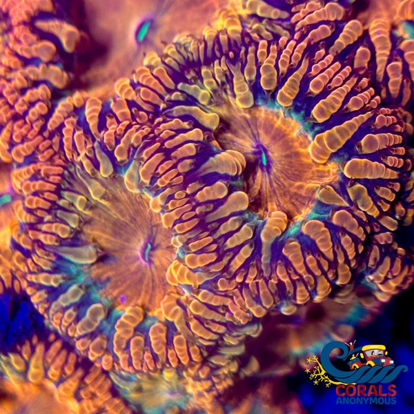 Tropic Rainbow Blastomussa (1 Polyp) Blasto