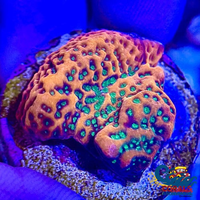 Tropic Thunder Montipora (1 Frag) Sps