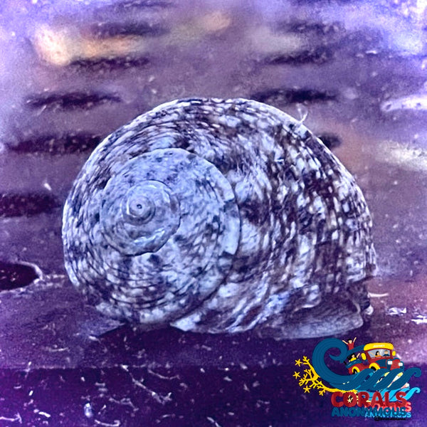 Tropical Turbo Snail (Pack Of 5) Snail