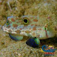 Twin Spotted Goby Fish
